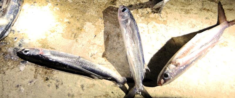 蘭嶼捕飛魚．蘭嶼夜撈飛魚體驗