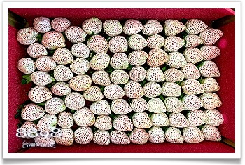 大湖草莓‧滿意高架牛奶蜜草莓農場