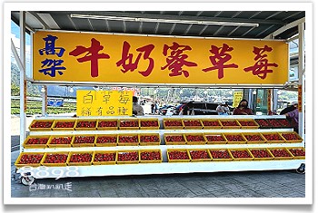 大湖草莓‧滿意高架牛奶蜜草莓農場