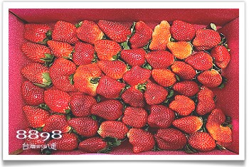 大湖草莓‧滿意高架牛奶蜜草莓農場