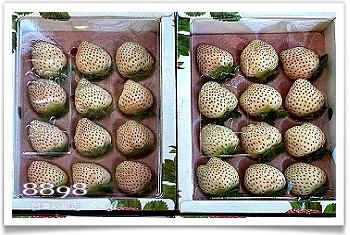 大湖草莓‧滿意高架牛奶蜜草莓農場