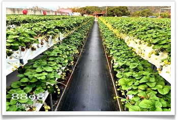 大湖草莓‧滿意高架牛奶蜜草莓農場