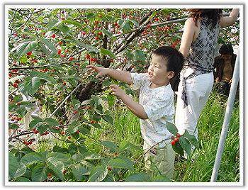 梨山民宿．美音觀光農場