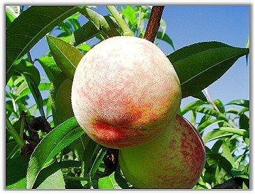 梨山民宿．美音觀光農場